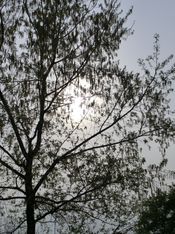 太陽とシスコ…、木