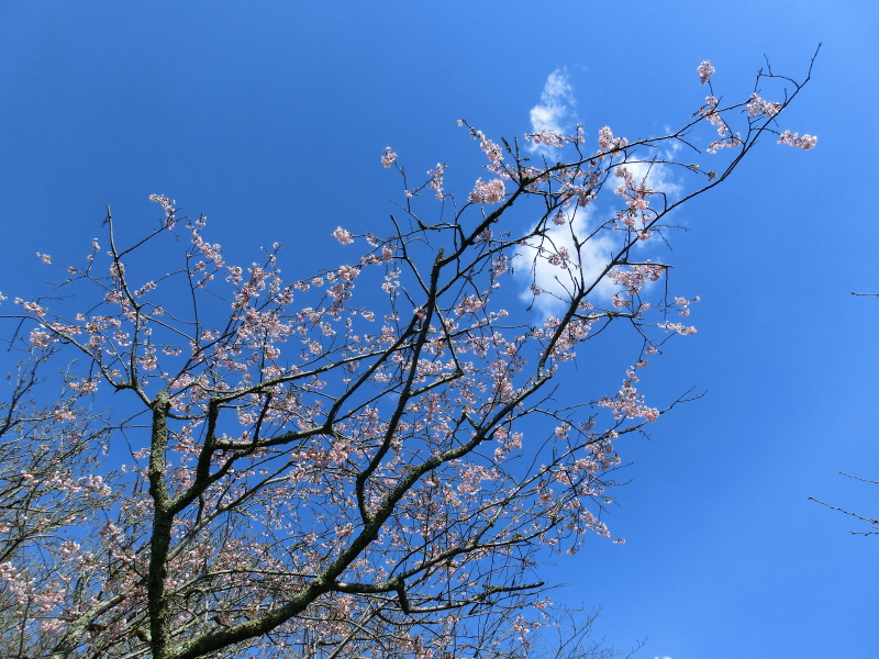 本物の桜2