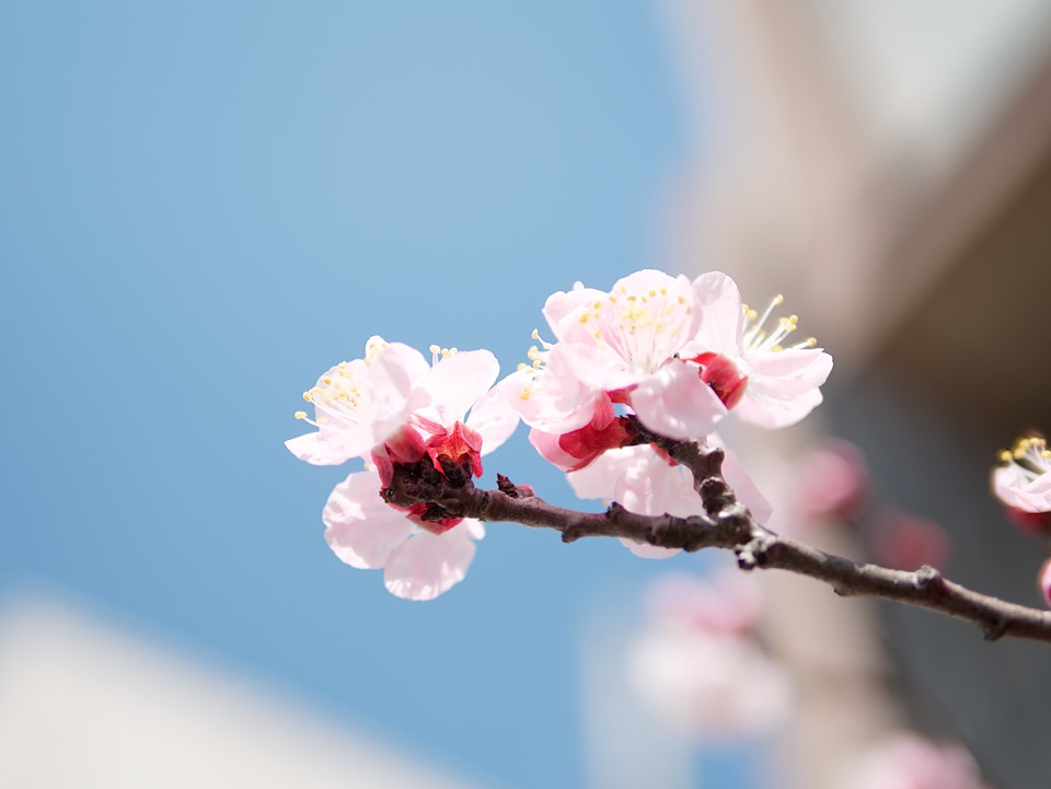 サクラっぽい桜